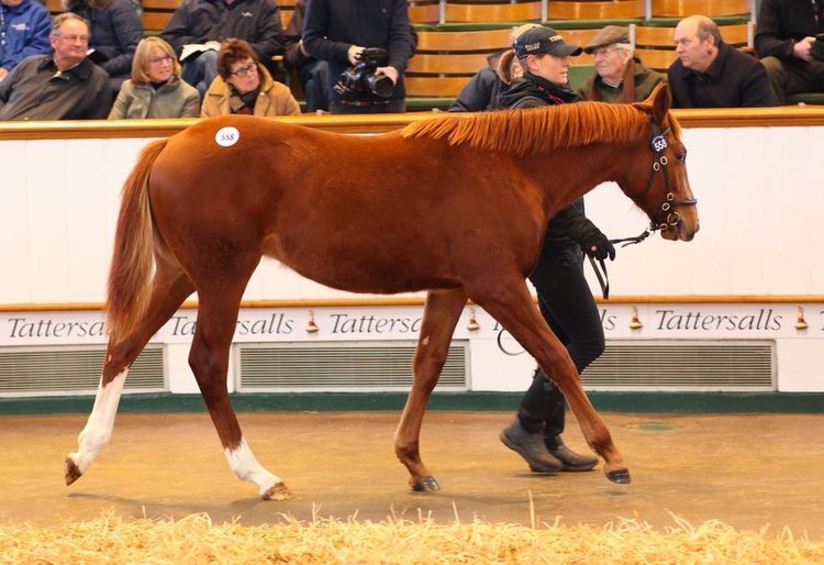 Adjudicate-foals-sells-to-Shadwell-at-the-tattersalls-December-Foal-Sale