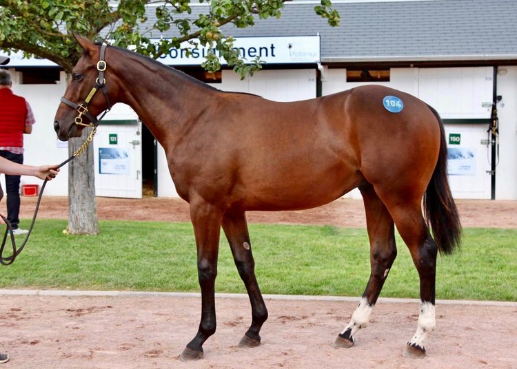 Featured image for “Chasemore Farm sells Frankel colt for €500,000 at Arqana August Yearling Sale”