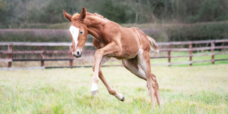 Featured image for “The 22-year-old mare who fostered her great-granddaughter”