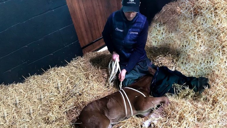 the extraordinary trick for treating “dummy foals”