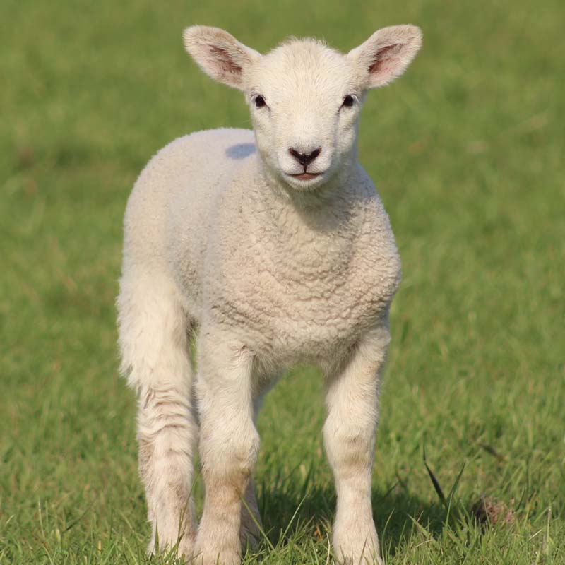 Featured image for “Lambing at Chasemore”